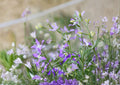 Evening Scented Stock Seeds – Night Blooming Fragrant Annual Flower in Purple, Pink, Lavender – Matthiola longipetala (100 Seeds)