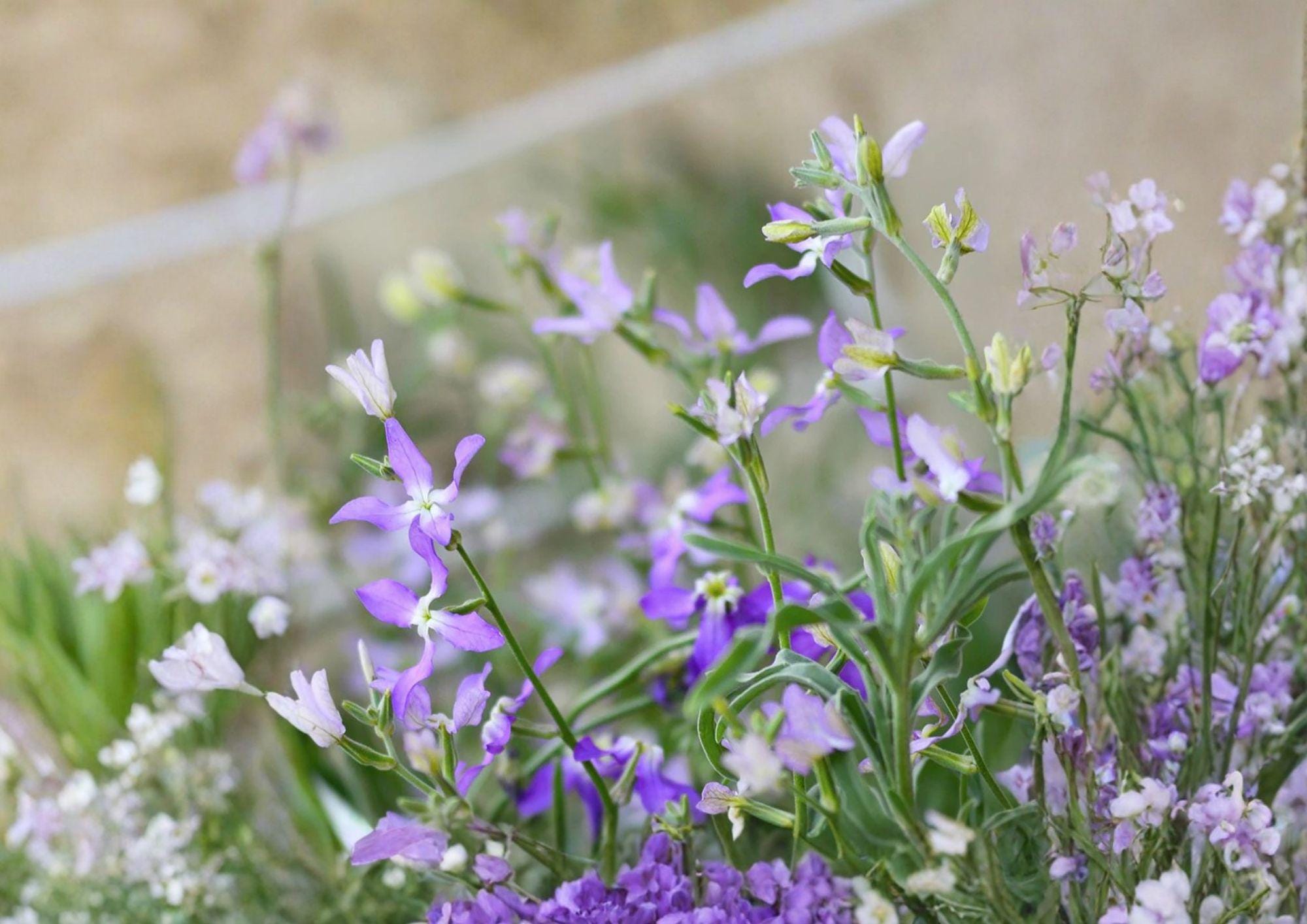 Evening Scented Stock Seeds – Night Blooming Fragrant Annual Flower in Purple, Pink, Lavender – Matthiola longipetala (100 Seeds)