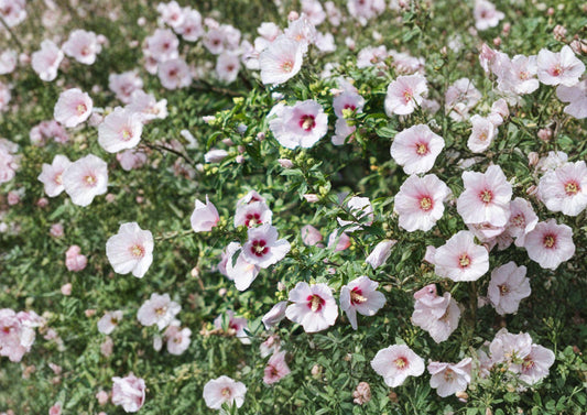 Rose of Sharon Seeds – Hardy Hibiscus Shrub for Garden Hedges, Large Blooming Flowers, Hibiscus syriacus, Summer-Flowering Ornamental Plant