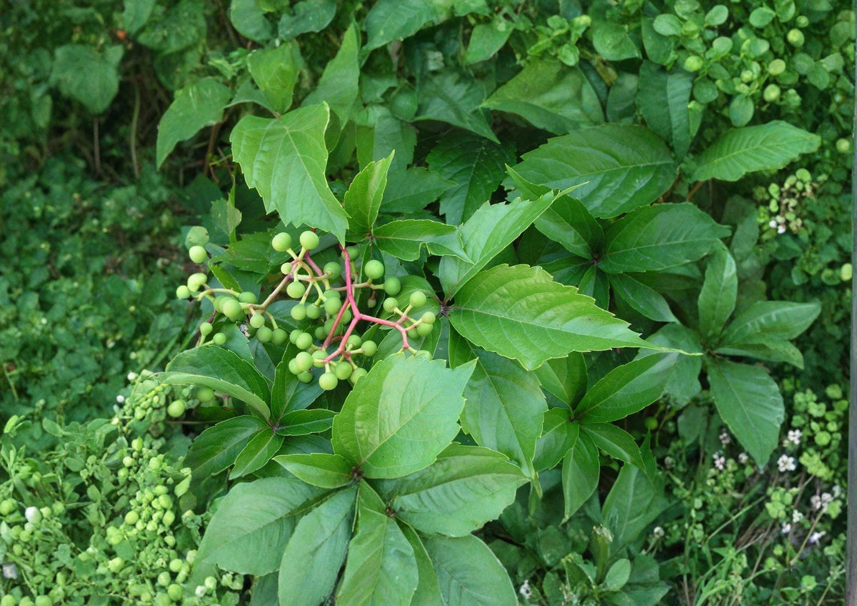 Virginia Creeper Seeds – Native Climbing Vine with Red Fall Foliage, Parthenocissus quinquefolia, Fast Growing, 10 Seeds