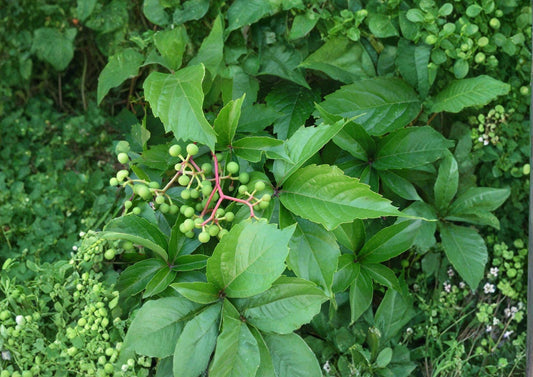 Virginia Creeper Seeds – Native Climbing Vine with Red Fall Foliage, Parthenocissus quinquefolia, Fast Growing, 10 Seeds