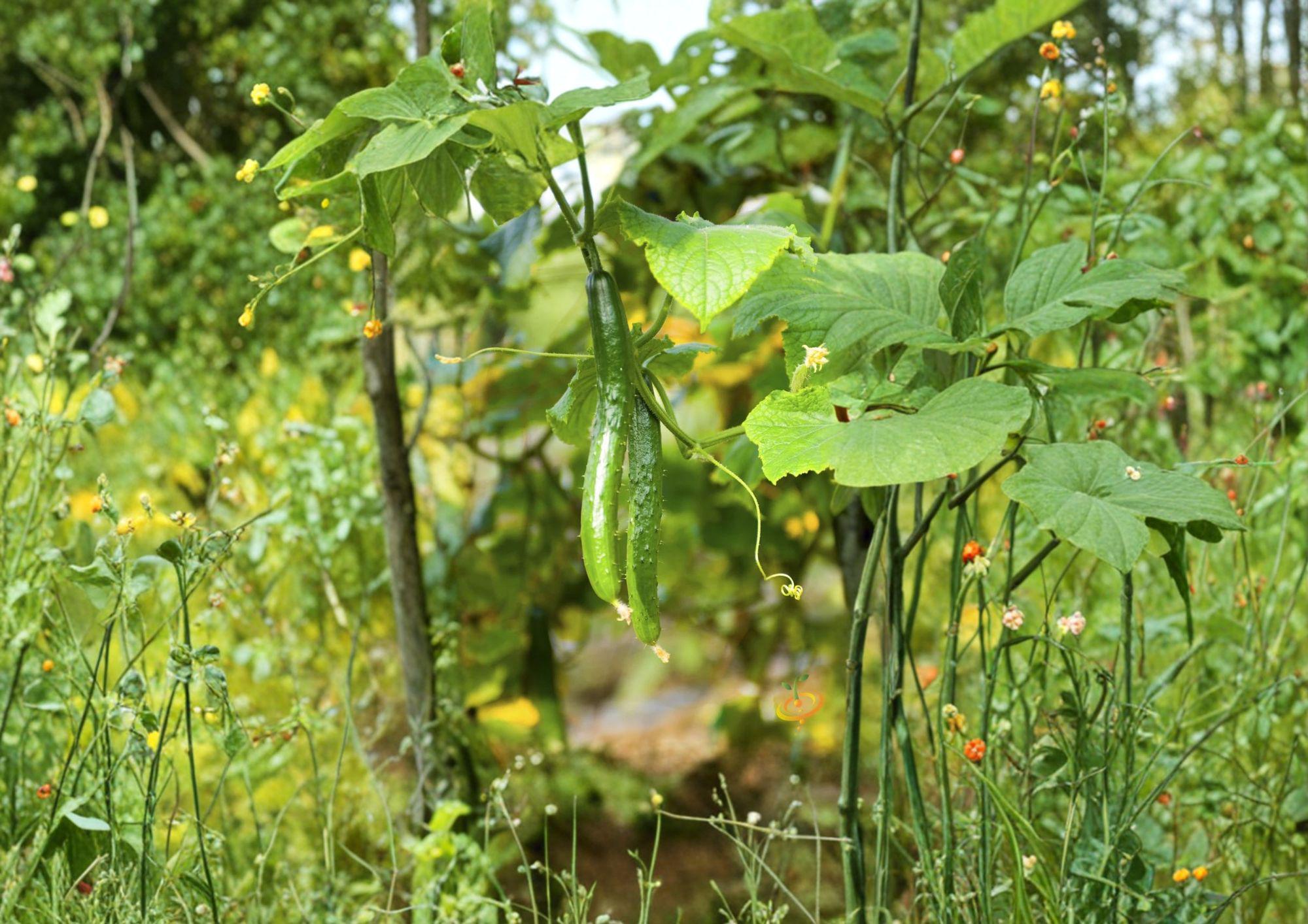 Chinese Snake Cucumber Seeds – Long, Curved Asian Heirloom, Crisp, Tender, Trellis Vine, Cucumis sativus