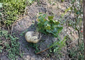 True Jicama Seeds - Climbing Vine for Crisp, Sweet Root Vegetable, Pachyrhizus erosus, Tropical, 10 Seeds