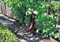 Long Purple Eggplant Seeds – Heirloom Slender Violet Vegetable, 100 Seeds, Warm-Season, Open-Pollinated, Gourmet Cooking