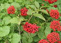 Red Elderberry Seeds – Hardy Shrub with White Flowers & Red Berries | Sambucus racemosa for Wildlife Gardens & Hedgerows