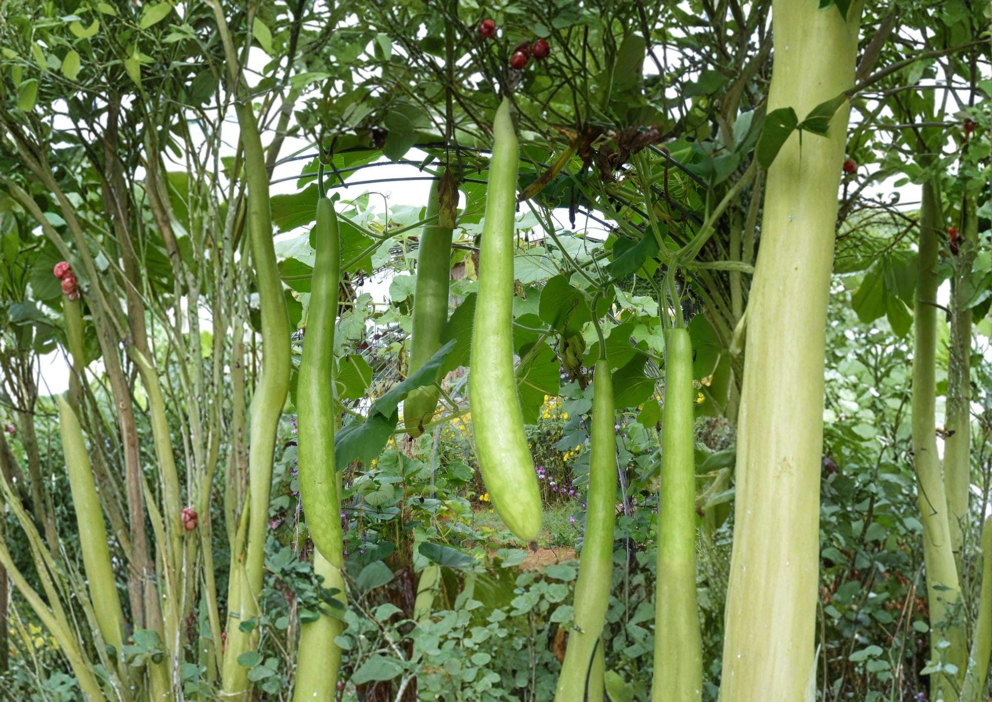 Cucuzzi Gourd Seeds – Italian Heirloom Climbing Vine for Fresh Cooking, Long Green Edible Gourd, 10 Seeds