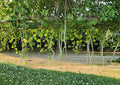 Snake Gourd Seeds, Climbing Vine, Exotic Vegetable, Lagenaria siceraria, 10 Seeds