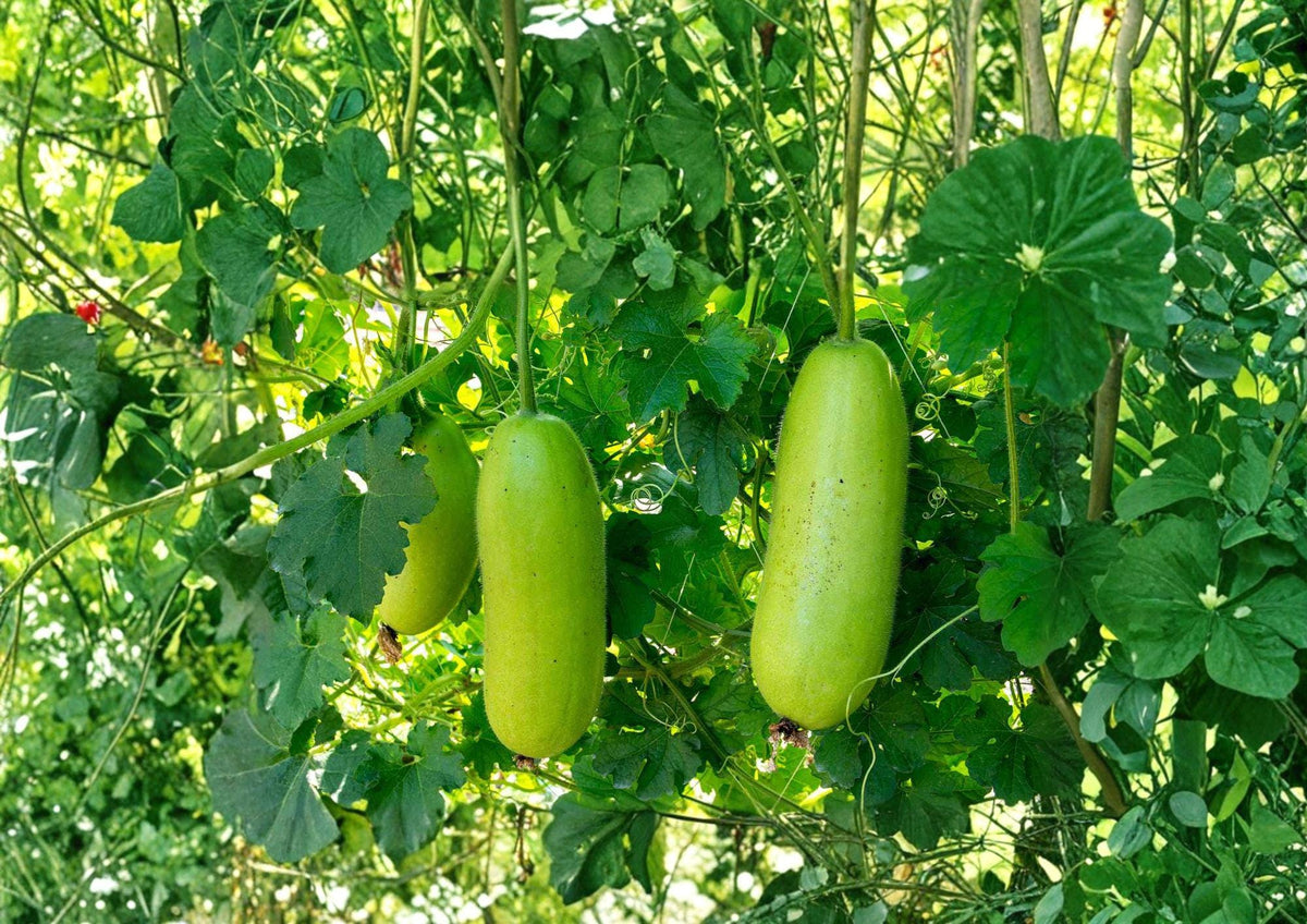 Wax Gourd Seeds, Winter Melon, Ash Gourd, Climbing Vine, 10 Seeds, Asian Cuisine, Edible Fruit, Tropical Vegetable
