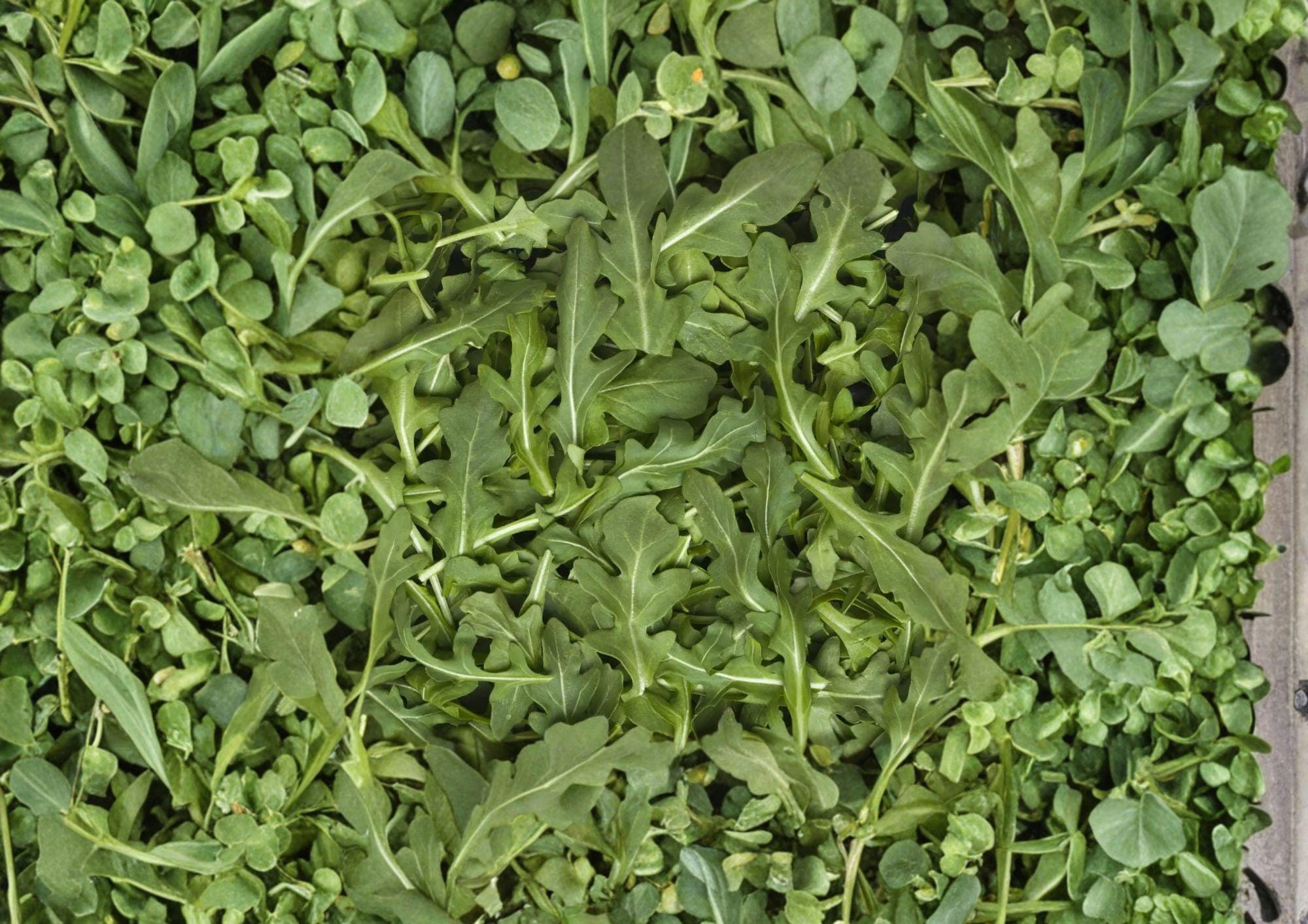 Arugula Herb Seeds – Peppery Rocket Salad Greens, 500 Heirloom Seeds for Fast-Growing Leafy Herb, Cool-Season Culinary Herb