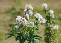 Hairy Mountain Mint Seeds – Native Aromatic Wildflower Herb for Pollinator Gardens – Pycnanthemum pilosum