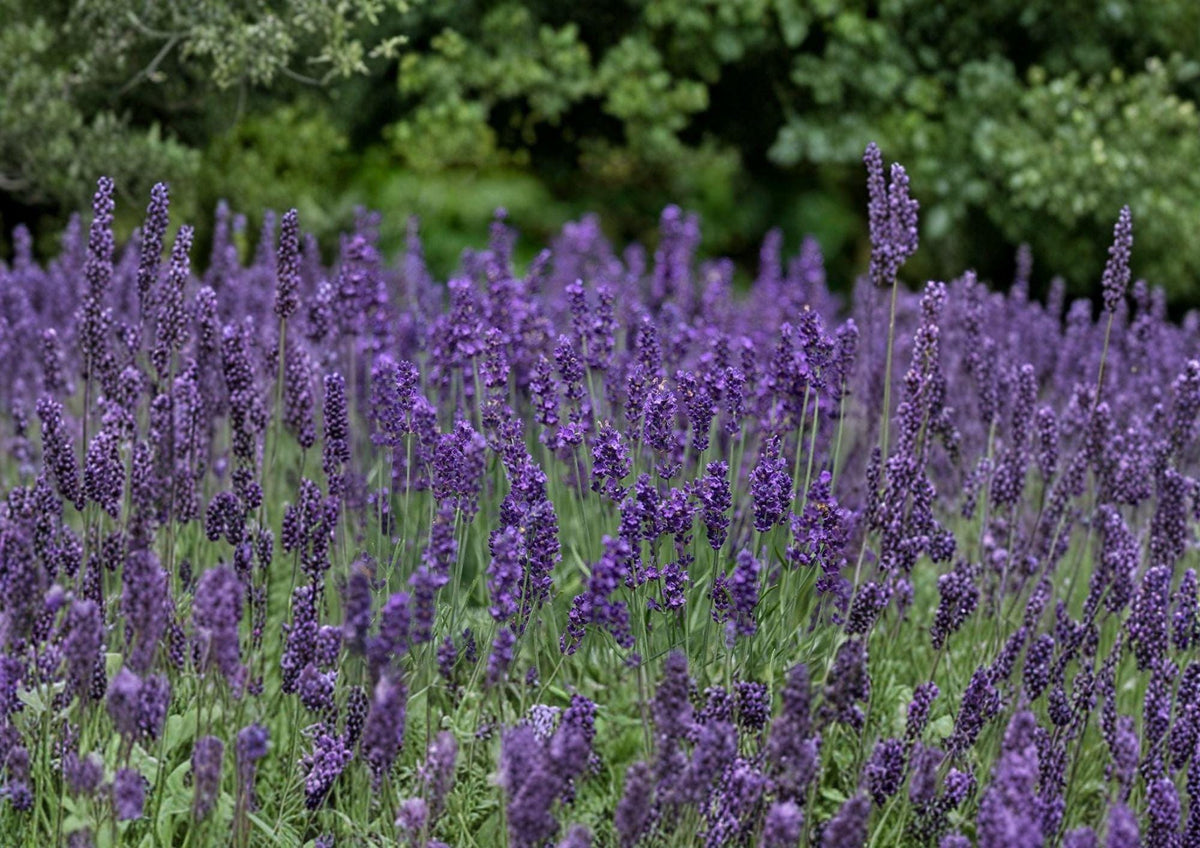 Vera Lavender Seeds - Fragrant English Lavandula Angustifolia Herb Plant for Gardens, Borders, Containers, Dried Arrangements