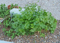 Cilantro Seeds – Slow-Bolt Aromatic Coriander for Culinary Use – 100 Seeds