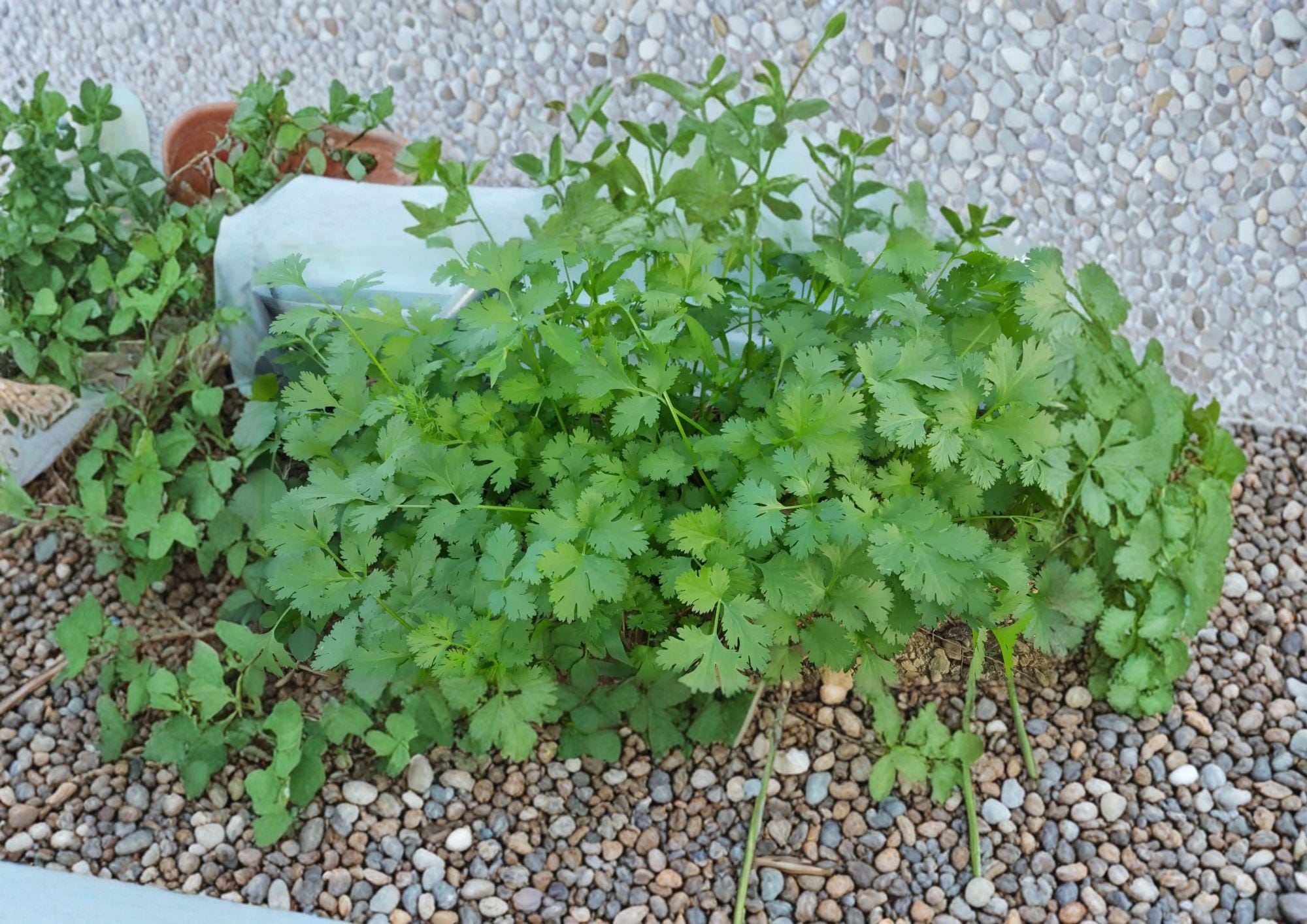 Cilantro Seeds – Slow-Bolt Aromatic Coriander for Culinary Use – 100 Seeds