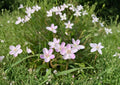 Claytonia Virginica Seeds – Spring Beauty Wildflower, Pink Striped Blooms, Native Woodland Perennial, Early Blooming Groundcover