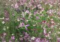 Evening Scented Stock Seeds – Night Blooming Fragrant Flower for Gardens – Matthiola longipetala, Purple & Lavender Blooms