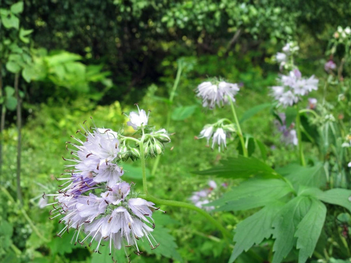 Virginia Waterleaf Seeds – Native Woodland Perennial, Lavender Purple Flowers, Shade Pollinator Plant, Hydrophyllum virginianum