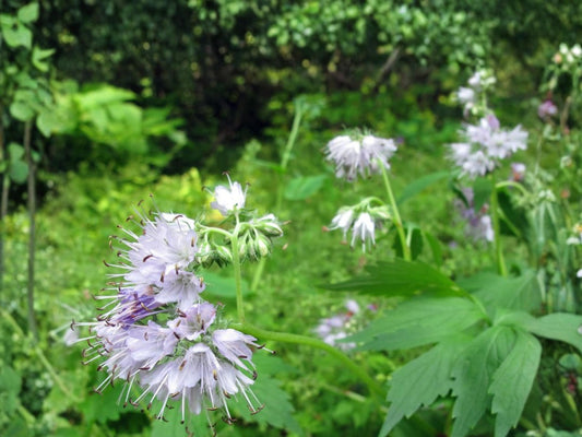 Virginia Waterleaf Seeds – Native Woodland Perennial, Lavender Purple Flowers, Shade Pollinator Plant, Hydrophyllum virginianum