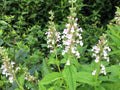 Teucrium canadense Seeds (40) – American Germander Native Pollinator Plant for Prairie, Rain Gardens & Native Landscapes