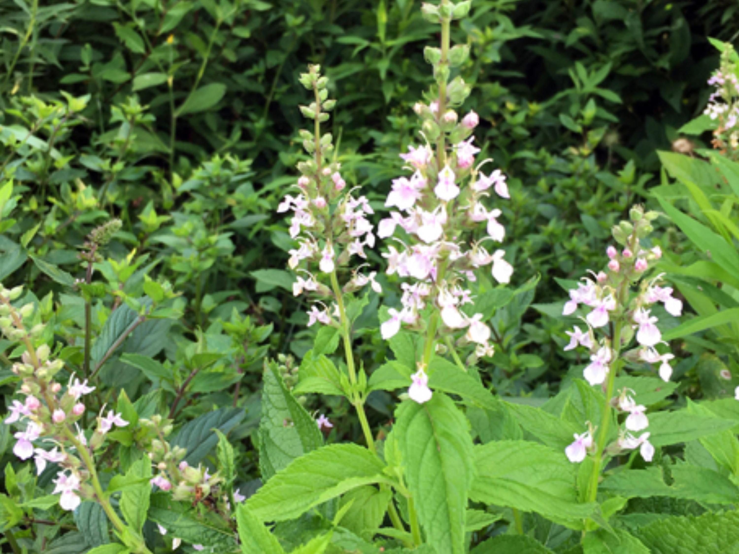 Teucrium canadense Seeds (40) – American Germander Native Pollinator Plant for Prairie, Rain Gardens & Native Landscapes