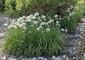 Garlic Chives Herb Seeds 100 Allium tuberosum Perennial Culinary Garden Plant for Cooking & Ornamental Use