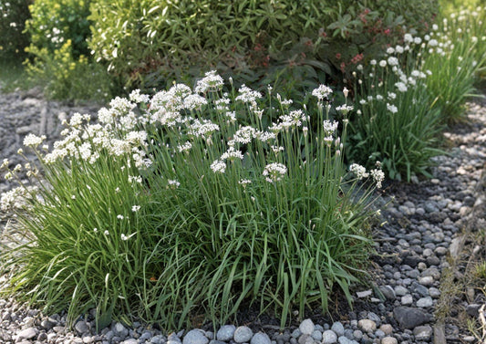Garlic Chives Herb Seeds 100 Allium tuberosum Perennial Culinary Garden Plant for Cooking & Ornamental Use