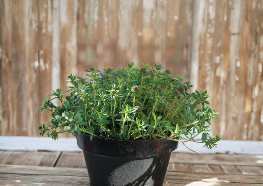 Summer Savory Herb Seeds, Culinary Annual, Aromatic Green Leaves, Thymus vulgaris