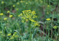 Caraway Herb Seeds 300 Count | Aromatic Culinary Biennial Plant for Herbs & Gardens | Carum carvi