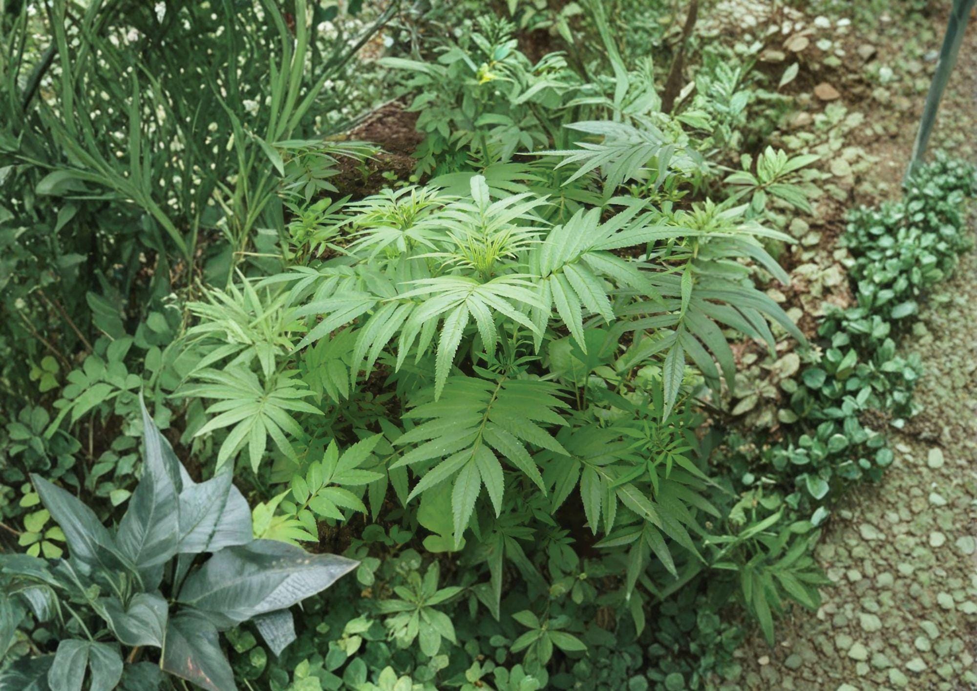 Black Mint Huacatay Seeds – Aromatic Peruvian Culinary Herb, Tagetes minuta, 100 Seeds