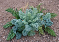 Dwarf Blue Scotch Kale Seeds - Heirloom Curly Leaf, Cold Hardy Vegetable Garden Plant, Nutritious Greens, Compact, Cool-Weather Crop