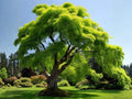 Kurogane Holly Seeds, Ilex rotunda, Evergreen Ornamental Plant with Glossy Leaves & Red Berries, 25 Seeds