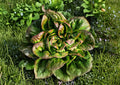 Bronze Mignonette Lettuce Seeds | Heirloom Red Bibb Butterhead for Salads & Containers | Compact, Tender, Cool-Season Garden Vegetable