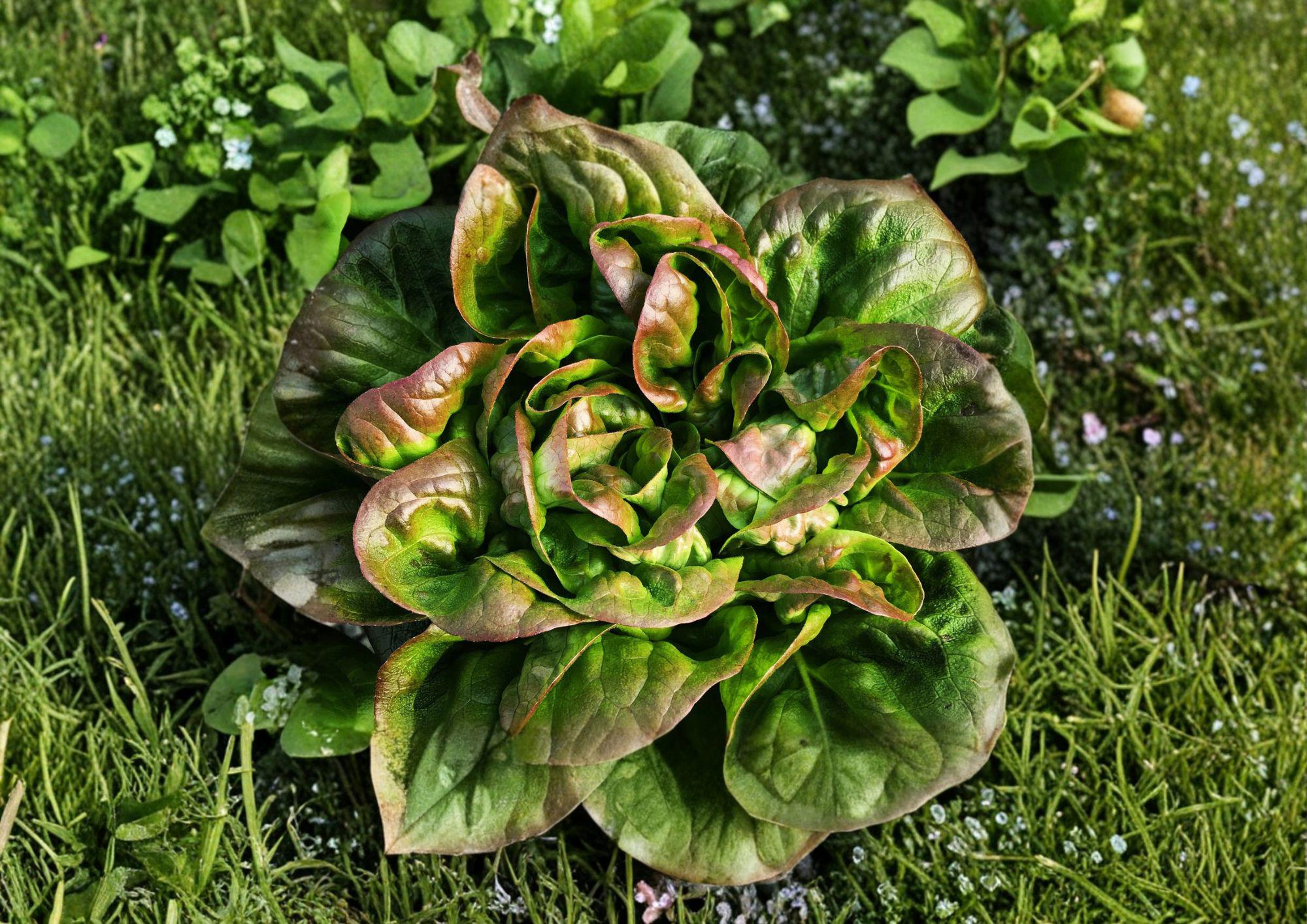 Bronze Mignonette Lettuce Seeds | Heirloom Red Bibb Butterhead for Salads & Containers | Compact, Tender, Cool-Season Garden Vegetable
