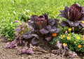 Red Romaine Lettuce Seeds – Heirloom Crisp Burgundy Leaf Vegetable, 1000 Seeds