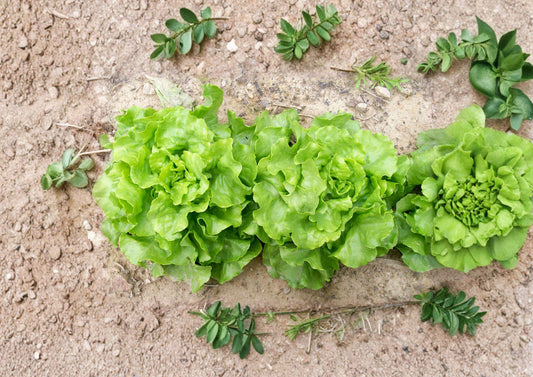 Bibb Butterhead Lettuce Seeds – Heirloom Non-GMO Vegetable Garden Greens, Compact, Tender, 1000 Seeds