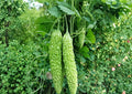 Dark Jade Hybrid Bitter Melon Seeds – Climbing Vine Vegetable Seeds for Asian Cuisine, Tropical Garden, 5 Pack