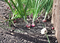 Red Burgundy Short Day Onion Seeds – Heirloom Vegetable for Warm Climates, Deep Red Bulbs, Mild Flavor, Allium cepa