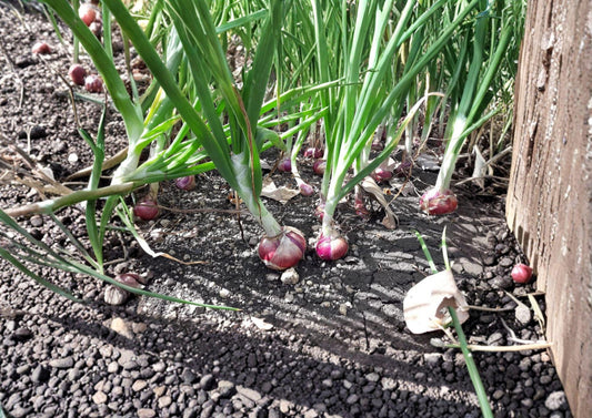 Red Burgundy Short Day Onion Seeds – Heirloom Vegetable for Warm Climates, Deep Red Bulbs, Mild Flavor, Allium cepa