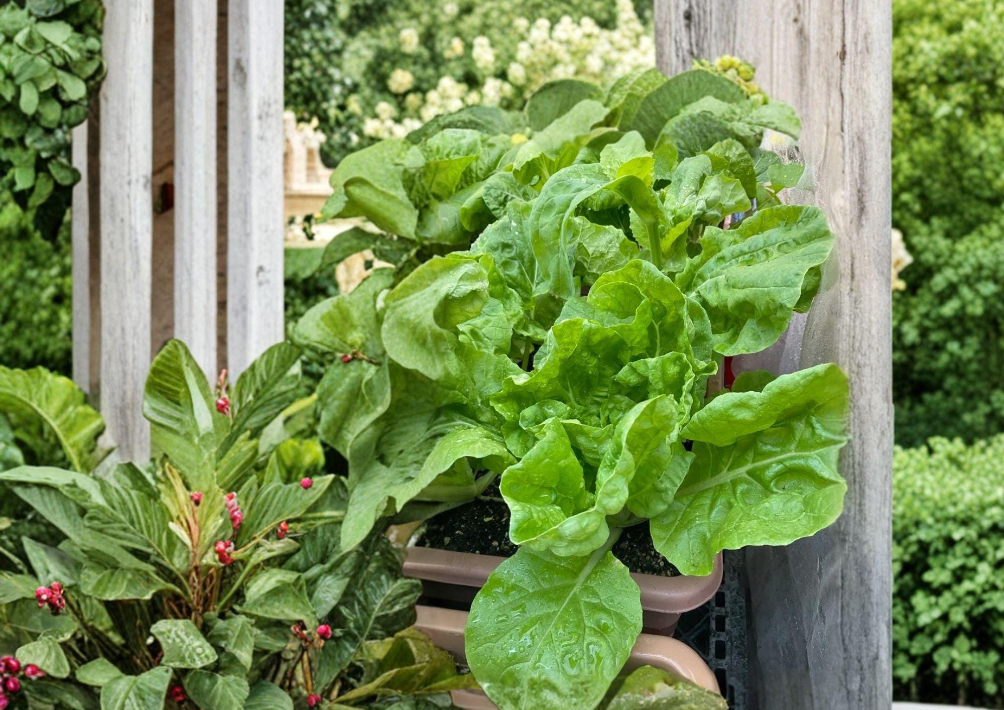 Frilly Leaf Pak Choi Seeds – Fun Jen Hybrid Asian Vegetable, Cool Season, Edible Greens, 100 Seeds
