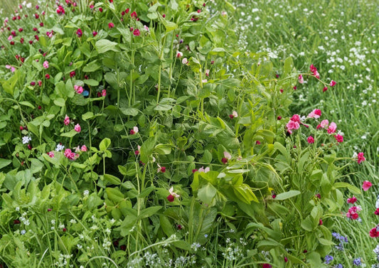 Dwarf Sugar Grey Snow Pea Seeds – Heirloom Compact Vegetable for Small Gardens, Cool Season Edible Pods, Organic Garden Plant