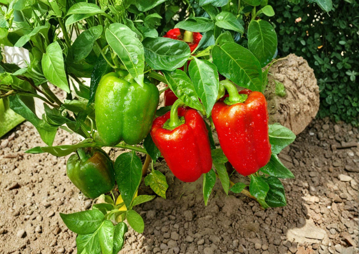 Yolo Wonder Bell Pepper Seeds – Heirloom Large Blocky Sweet Peppers, Warm Season Vegetable, Capsicum annuum