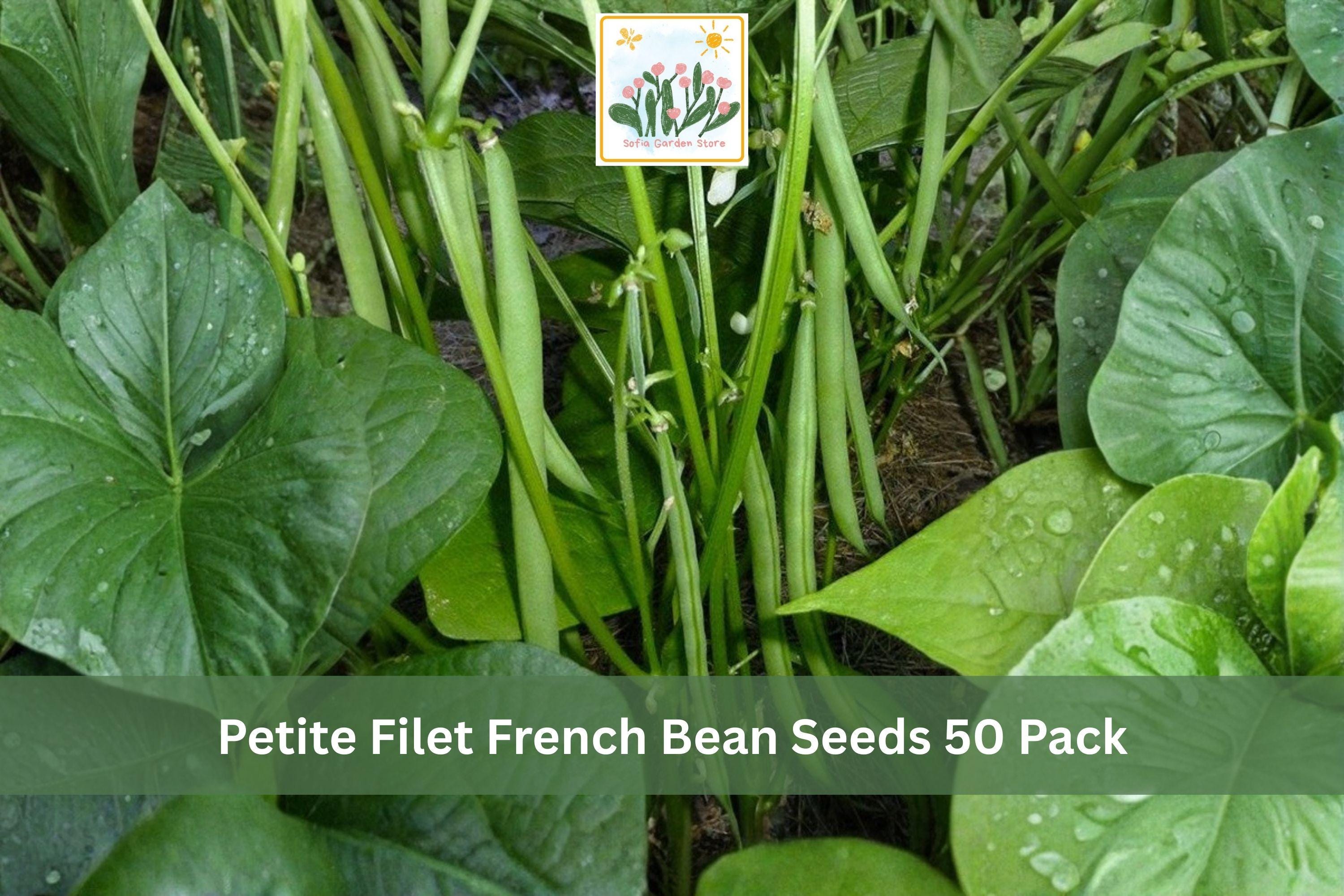 Petite Filet French Bean Seeds 50 Pack – Phaseolus vulgaris, Slender Green Gourmet Beans for Vegetable Gardens & Containers