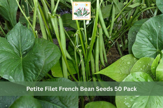 Petite Filet French Bean Seeds 50 Pack – Phaseolus vulgaris, Slender Green Gourmet Beans for Vegetable Gardens & Containers