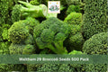 Waltham 29 Broccoli Seeds 500 Pack – Heirloom Brassica oleracea var. italica Vegetable Seeds for Home Garden, Raised Beds