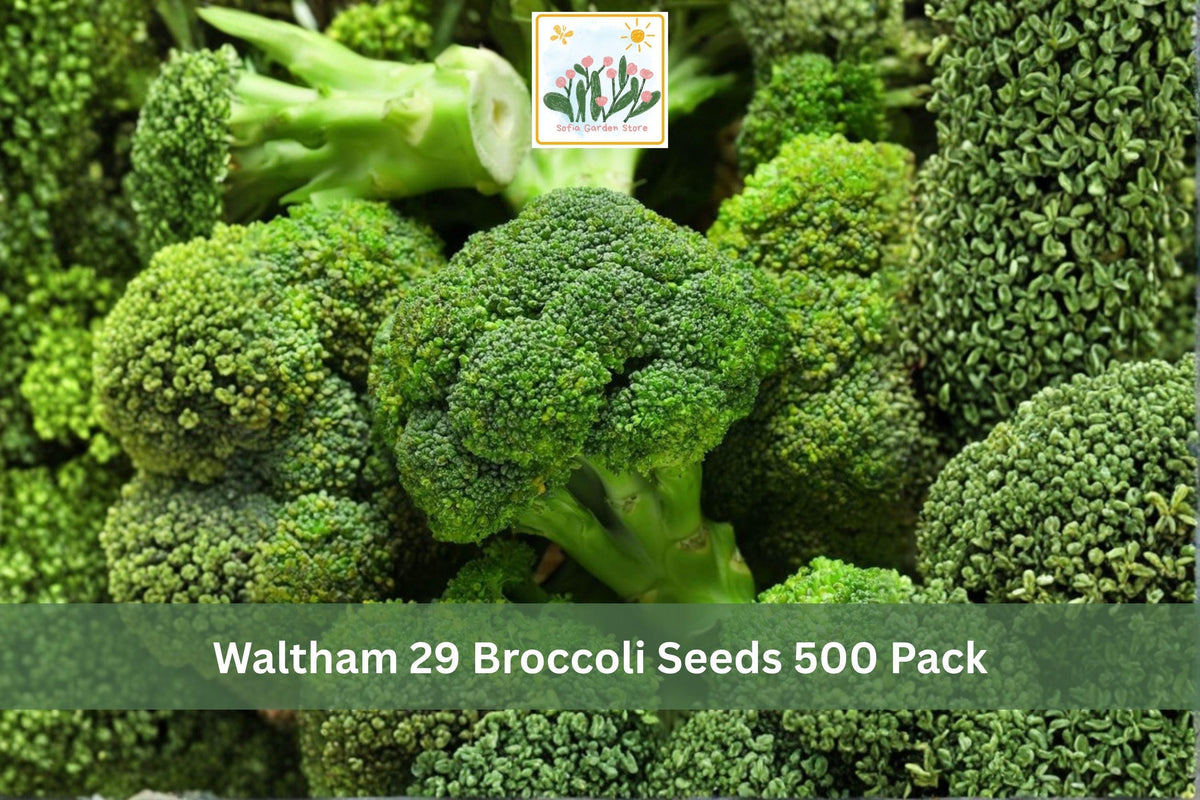 Waltham 29 Broccoli Seeds 500 Pack – Heirloom Brassica oleracea var. italica Vegetable Seeds for Home Garden, Raised Beds