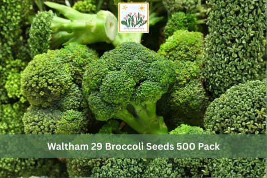 Waltham 29 Broccoli Seeds 500 Pack – Heirloom Brassica oleracea var. italica Vegetable Seeds for Home Garden, Raised Beds
