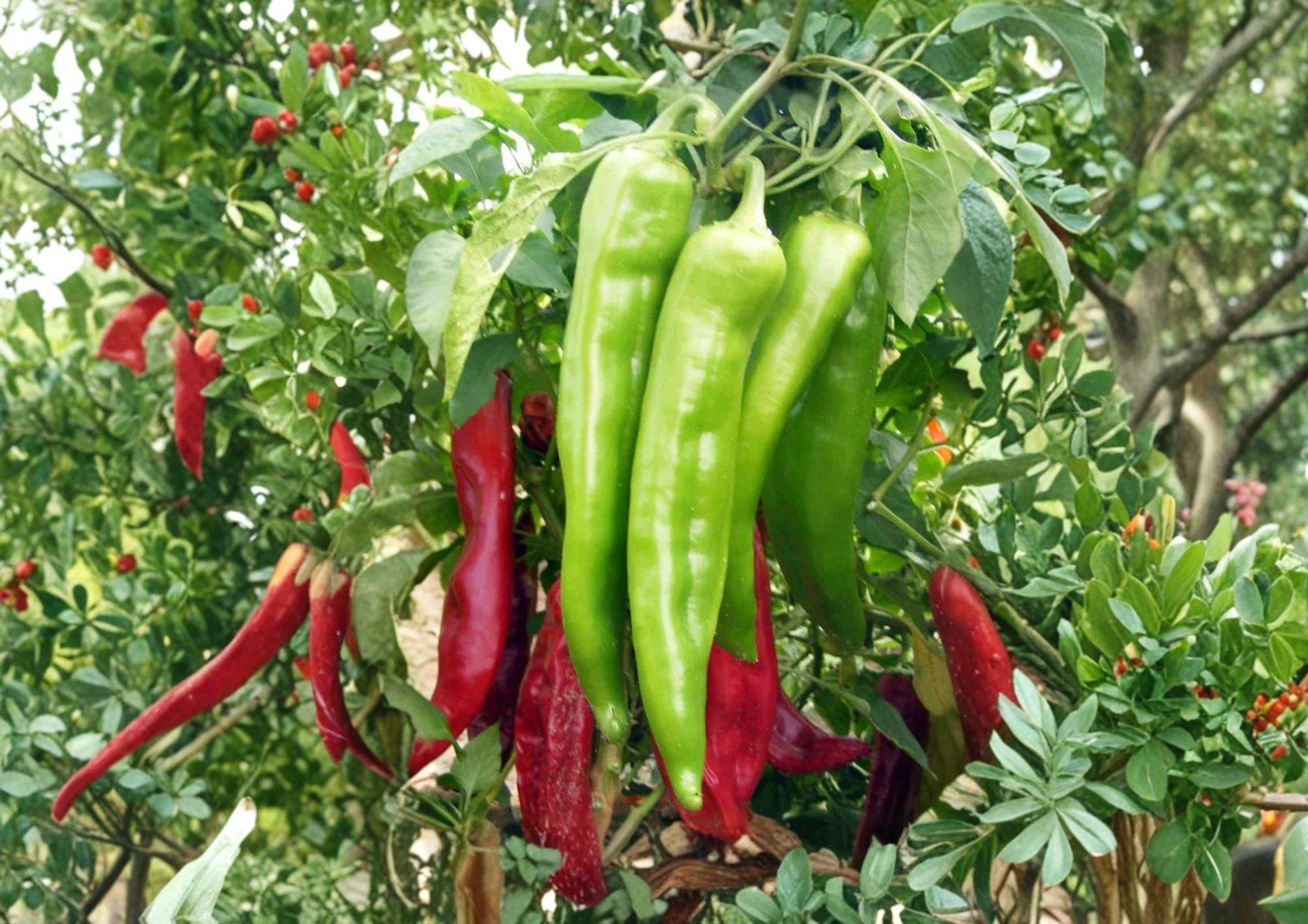 Hatch Big Jim Chili Pepper Seeds – Heirloom, Mild to Medium Heat, Large Green Peppers, 25 Seeds
