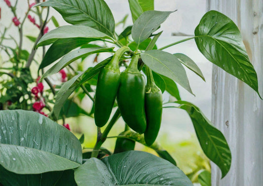 Early Jalapeno Seeds – Heirloom Chili Vegetable Seeds for Fast Growing, Thick-Walled Hot Peppers, Capsicum annuum