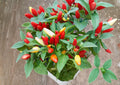 Chile Piquin Hot Pepper Seeds – 25 Heirloom Small Fiery Chili Seeds for Sauces, Dried Peppers, Mexican Cuisine