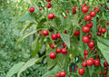 Large Cherry Hot Pepper Seeds – Heirloom Chili Vegetable Seeds for Spicy Red Peppers, Capsicum annuum
