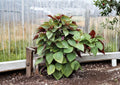 Red Perilla Shiso Seeds – 500 Heirloom Korean Herb Seeds for Asian Culinary Garden, Jeok Ssam Ip, Aromatic, Full Sun, Container Friendly